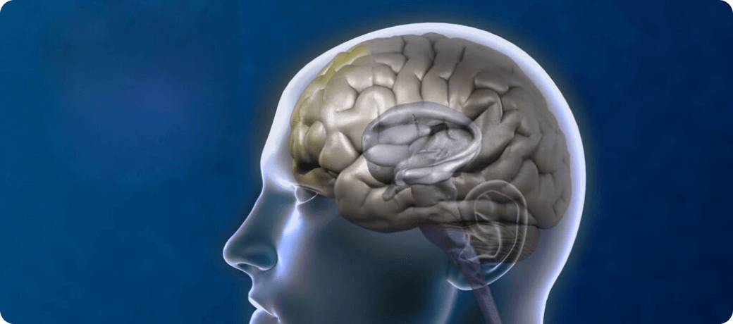 3D illustration of a transparent human head in profile showing detailed brain anatomy against a blue background